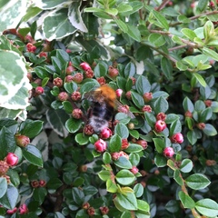Bombus hypnorum
