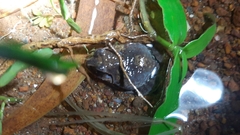 Sphaerotheca dobsonii