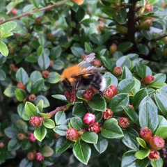 Bombus hypnorum