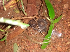 Sphaerotheca dobsonii