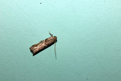 Nyctegretis lineana