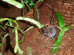 Sphaerotheca dobsonii