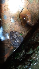 Sphaerotheca dobsonii