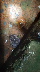 Sphaerotheca dobsonii