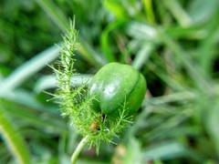 Passiflora foetida