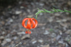 Lilium chalcedonicum