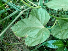 Passiflora foetida