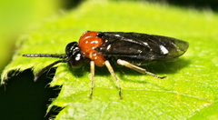 Eutomostethus ephippium