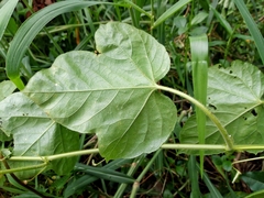 Passiflora foetida