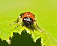 Eutomostethus ephippium