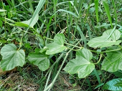 Passiflora foetida