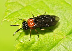 Eutomostethus ephippium