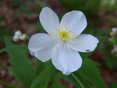 Ranunculus platanifolius