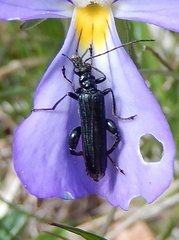 Oedemera tristis