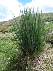 Festuca paniculata