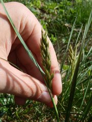 Festuca paniculata