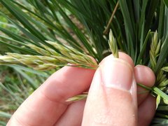 Festuca paniculata
