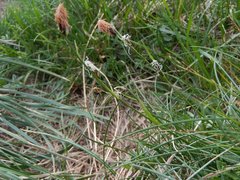 Carex macrolepis