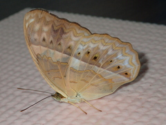 Cirrochroa surya siamensis