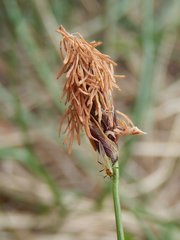 Carex macrolepis