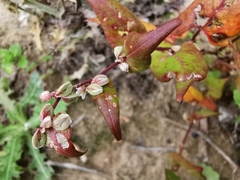 Fallopia