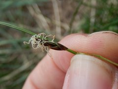 Carex macrolepis