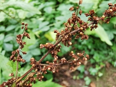 Rumex