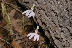 Caladenia picta