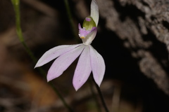 Caladenia picta