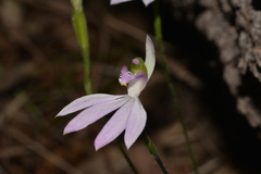 Caladenia picta