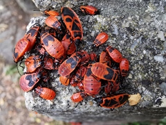 Pyrrhocoris apterus