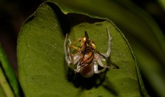 Zeugodacus choristus