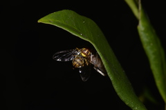 Zeugodacus choristus