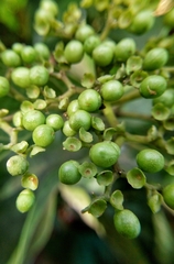 Premna odorata