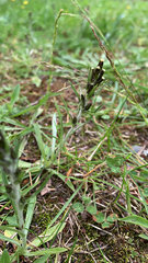 Omalotheca sylvatica