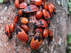 Pyrrhocoris apterus