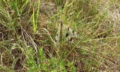 Palpares libelluloides