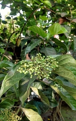 Premna odorata