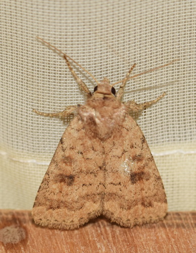 Mottled Rustic