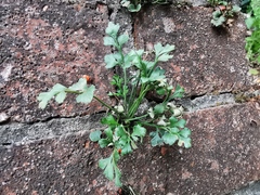 Asplenium ruta-muraria