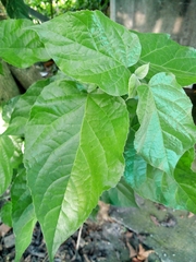 Premna odorata