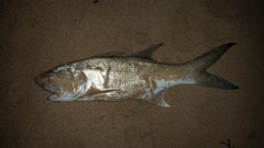 Striped Threadfin photo 2
