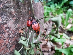 Pyrrhocoris apterus