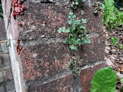 Asplenium ruta-muraria