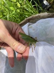 Tettigonia orientalis