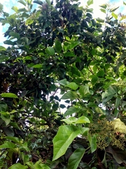 Premna odorata