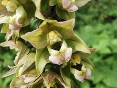 Epipactis helleborine