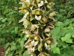 Epipactis helleborine