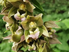 Epipactis helleborine