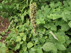 Epipactis helleborine